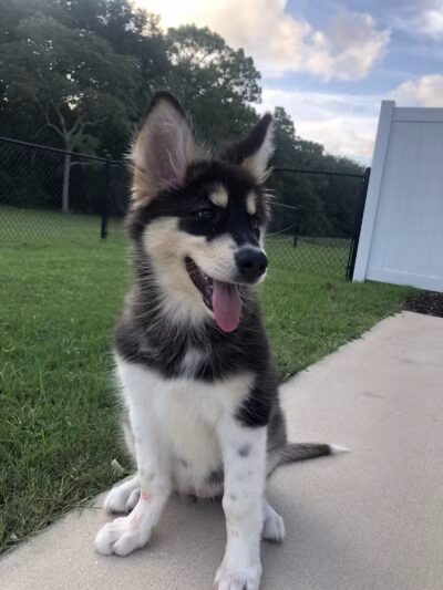 Happy Bend Kennel - Clinton, AR