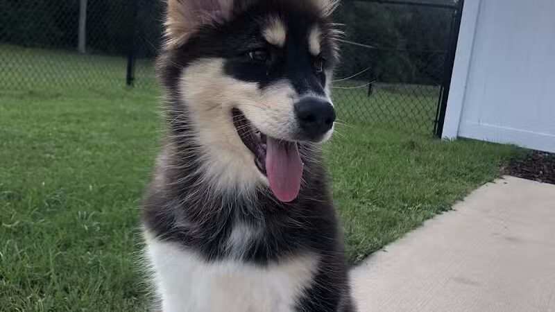 Happy Bend Kennel - Clinton, AR