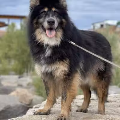 Happy Bend Kennel - Clinton, AR