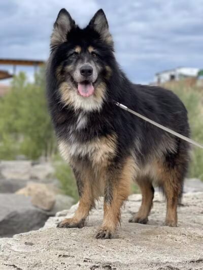 Happy Bend Kennel - Clinton, AR