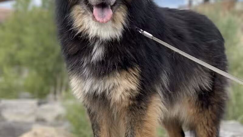 Happy Bend Kennel - Clinton, AR