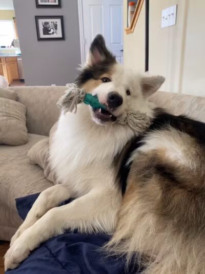 Happy Bend Kennel - Clinton, AR