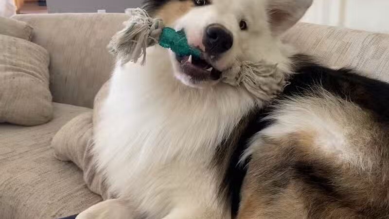 Happy Bend Kennel - Clinton, AR