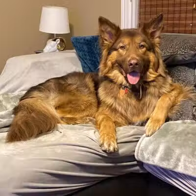 Happy Bend Kennel - Clinton, AR