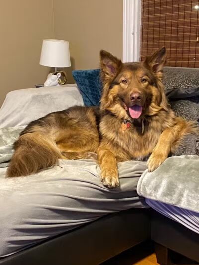 Happy Bend Kennel - Clinton, AR