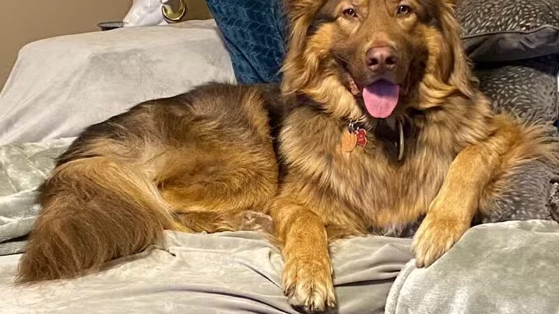 Happy Bend Kennel - Clinton, AR