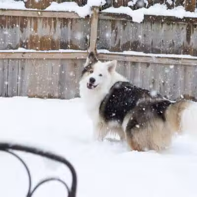 Happy Bend Kennel - Clinton, AR