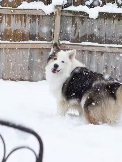 Happy Bend Kennel - Clinton, AR