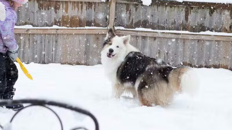 Happy Bend Kennel - Clinton, AR