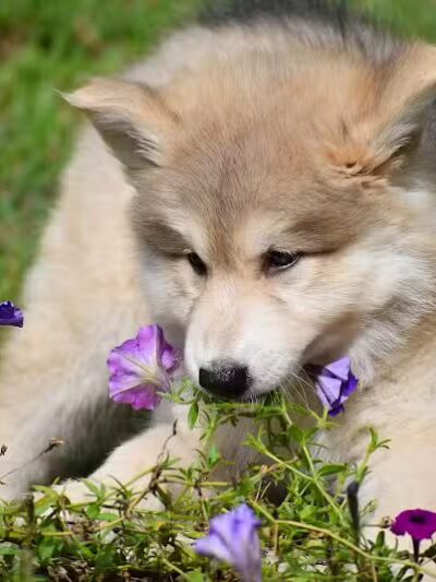 Happy Bend Kennel - Clinton, AR