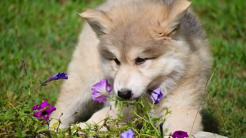 Happy Bend Kennel - Clinton, AR