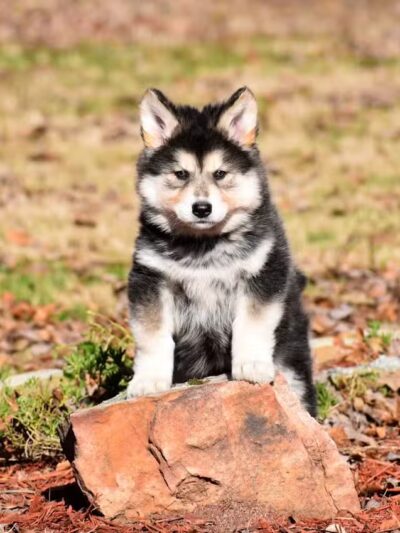 Happy Bend Kennel - Clinton, AR