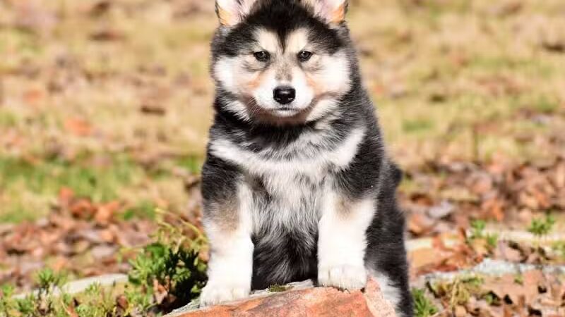 Happy Bend Kennel - Clinton, AR