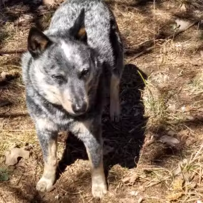 South Fork Nature Center - Clinton, AR