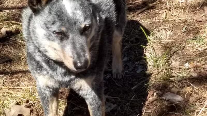 South Fork Nature Center - Clinton, AR