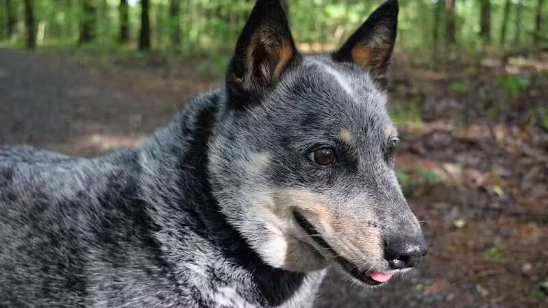 South Fork Nature Center - Clinton, AR