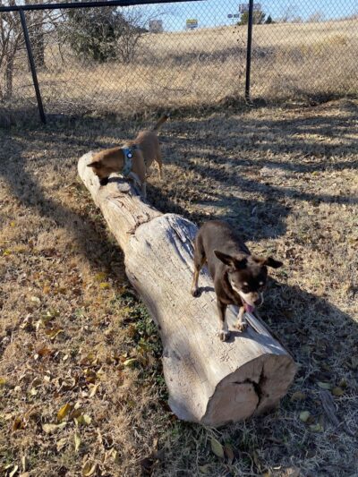 Phillips 66 Dog Park - Clinton, OK