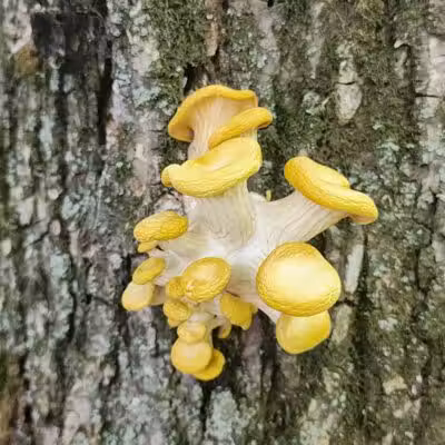Greenbelt Trail - Clive, IA
