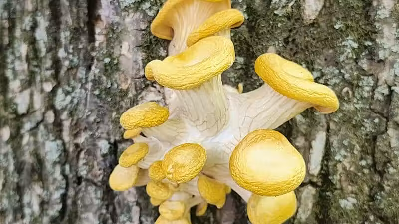 Greenbelt Trail - Clive, IA