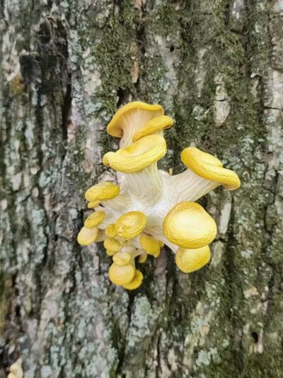 Greenbelt Trail - Clive, IA