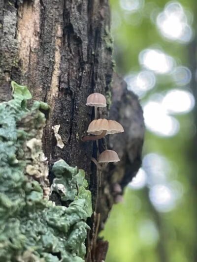 Ski Lodge Pond - Cobleskill, NY