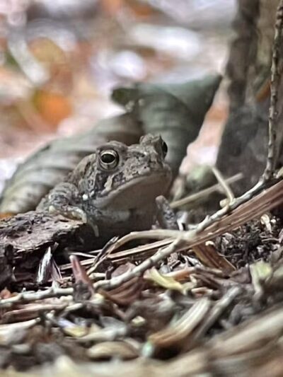 Ski Lodge Pond - Cobleskill, NY