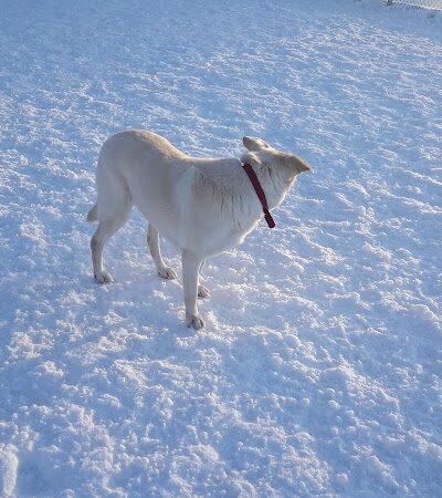 Central Bark Dog Park