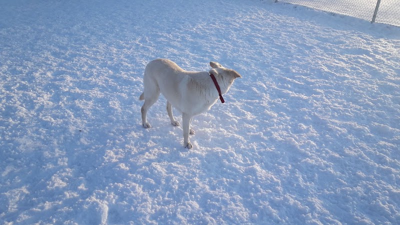Central Bark Dog Park