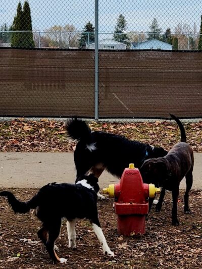Central Bark Dog Park