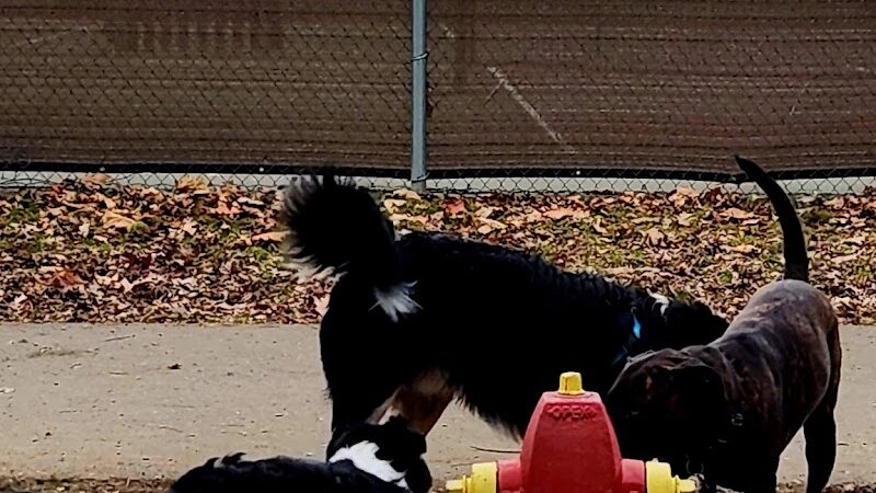 Central Bark Dog Park