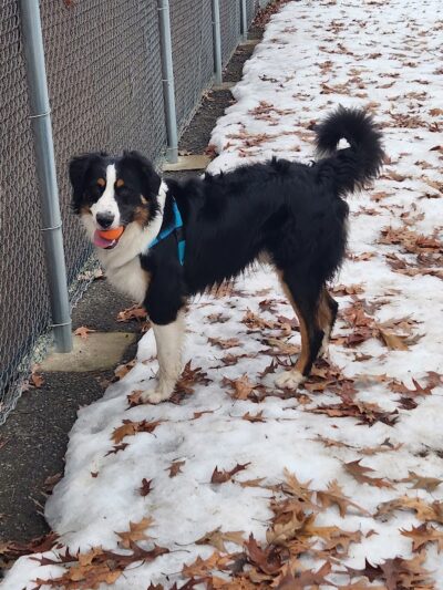 Central Bark Dog Park