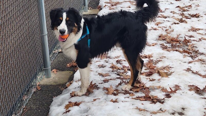 Central Bark Dog Park