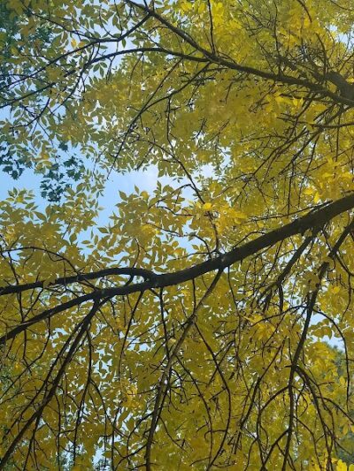 Central Bark Dog Park