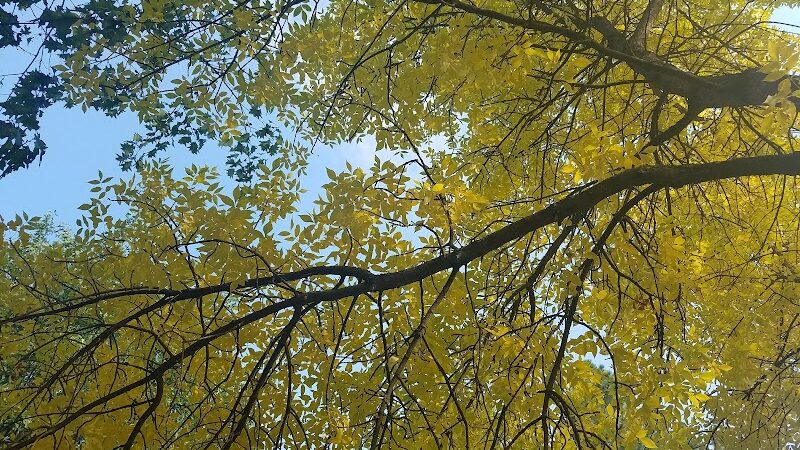 Central Bark Dog Park