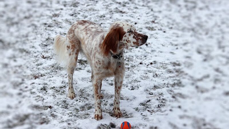 Central Bark Dog Park