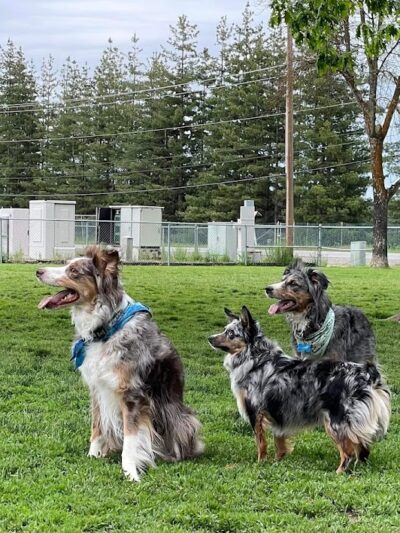 Central Bark Dog Park