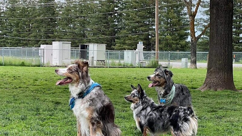 Central Bark Dog Park