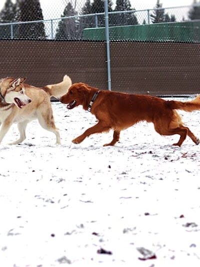 Central Bark Dog Park
