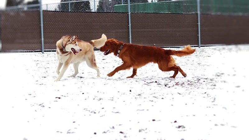 Central Bark Dog Park