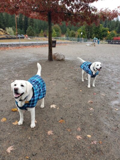 Cherry Hill Dog Park