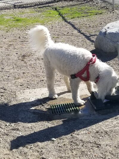 Cherry Hill Dog Park