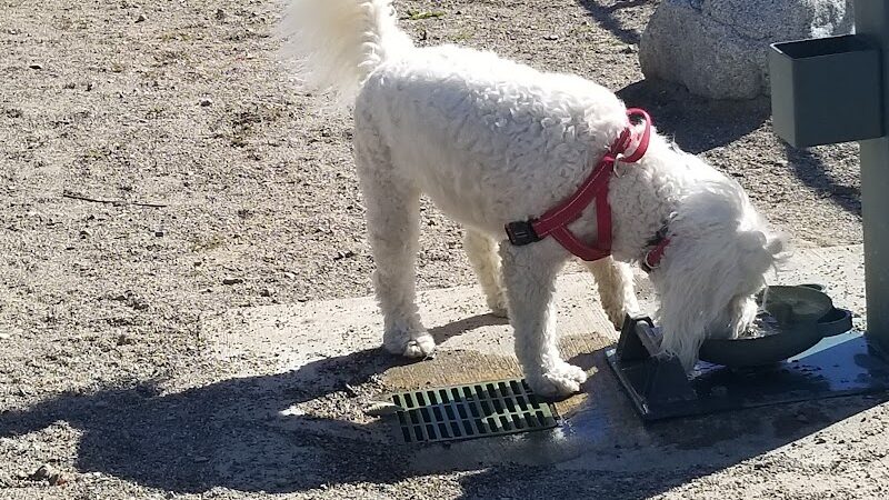 Cherry Hill Dog Park