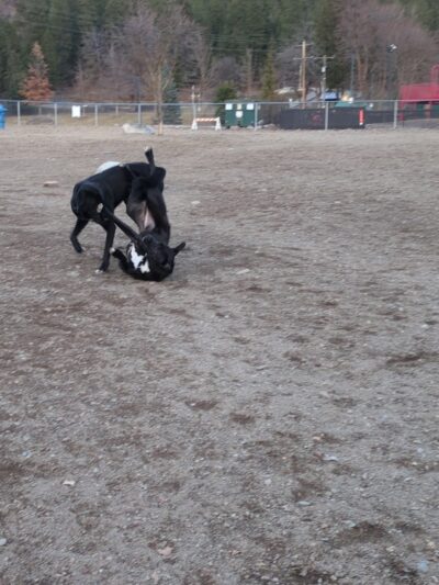 Cherry Hill Dog Park