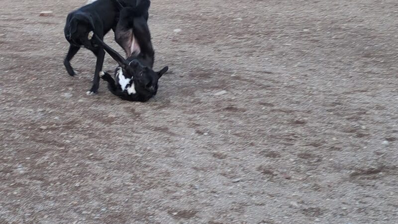 Cherry Hill Dog Park