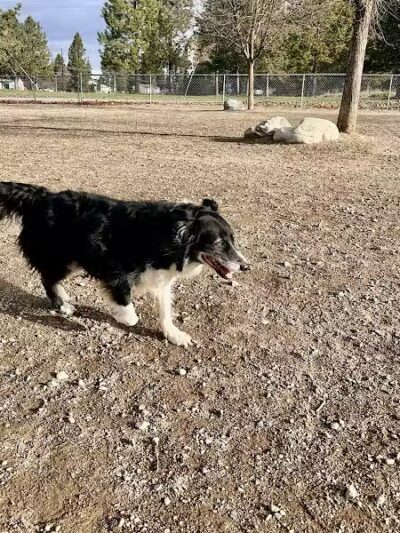 Cherry Hill Dog Park