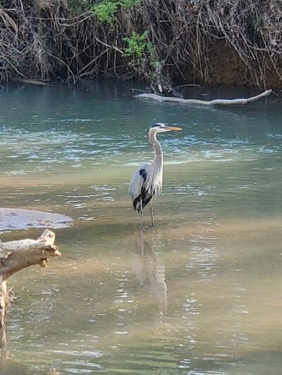 Wolftever Creek Greenway - Collegedale, TN