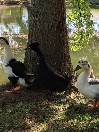 Wolftever Creek Greenway - Collegedale, TN