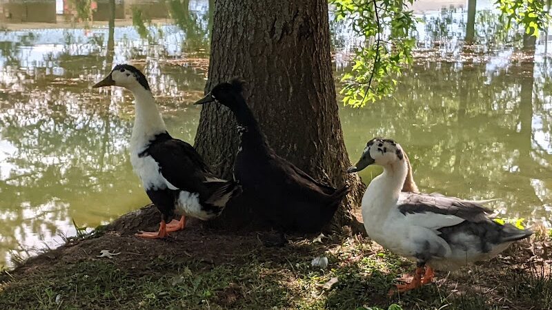 Wolftever Creek Greenway - Collegedale, TN