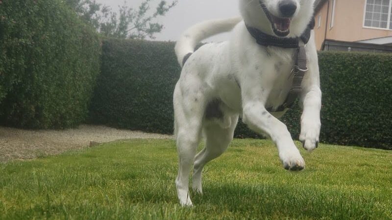 Bark Park - Colma, CA