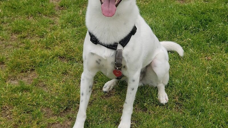 Bark Park - Colma, CA
